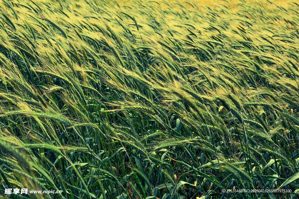 金黄麦浪随风摇曳