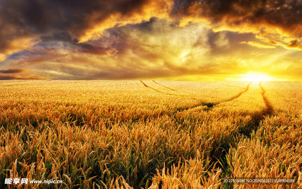 金色麦田的壮丽日落景观