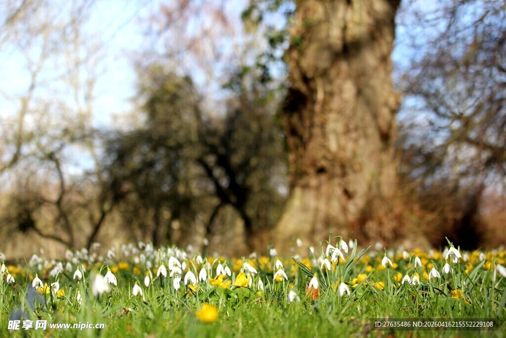 春日草地上的缤纷野花