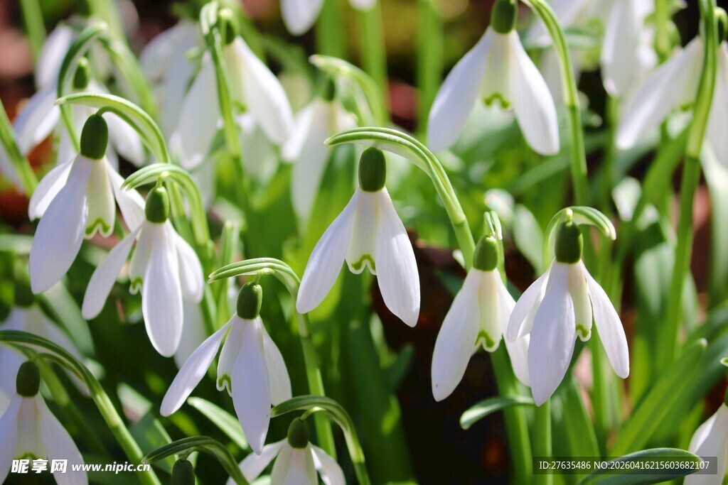 洁白雪滴花绽放