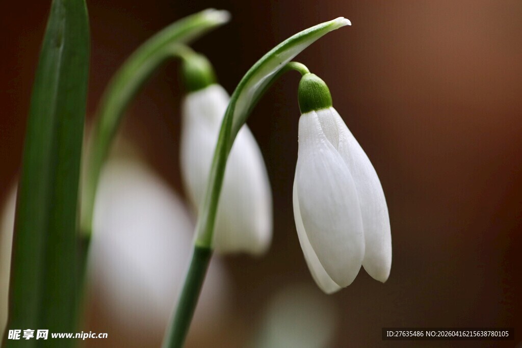 雪滴花绽放特写