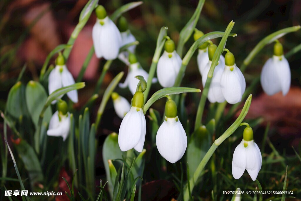 洁白雪花莲绽放绿意间