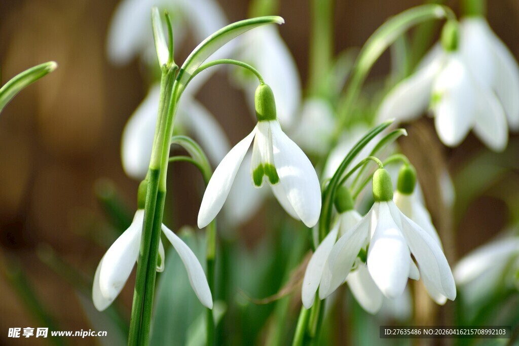 洁白雪花莲绽放生机