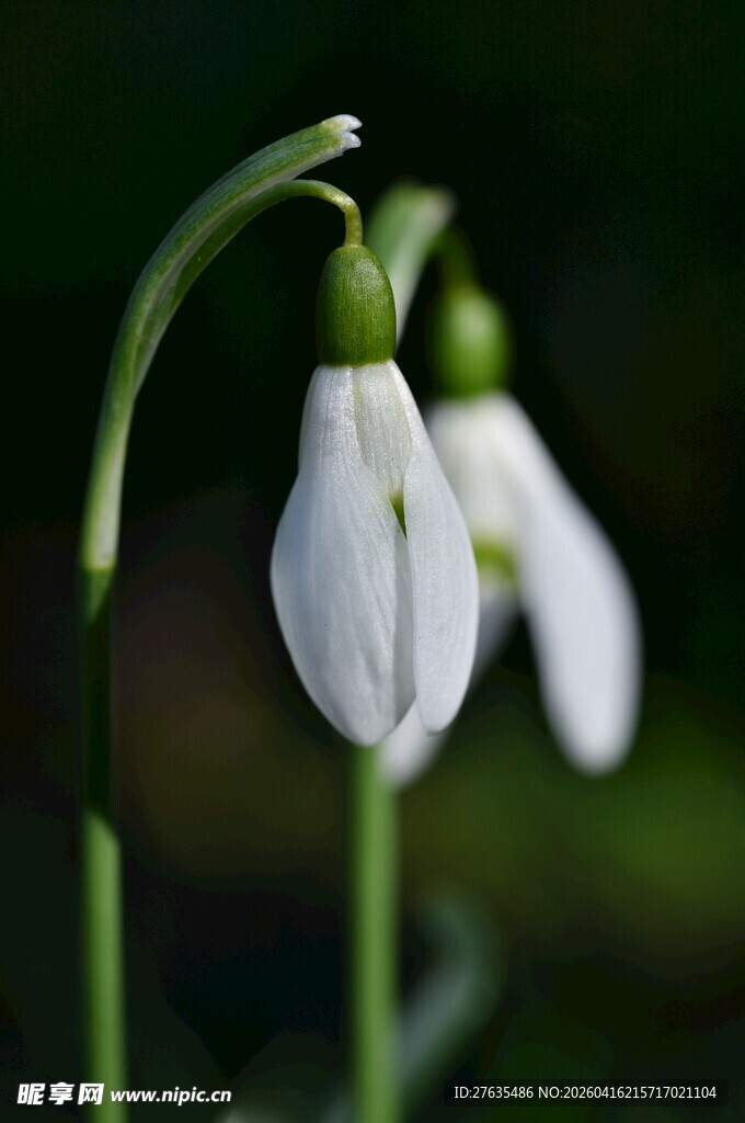 优雅雪滴花特写