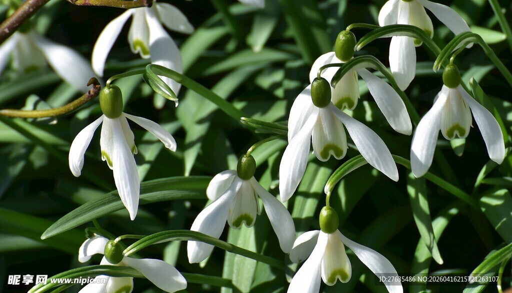 雪滴花绽放的纯洁之美