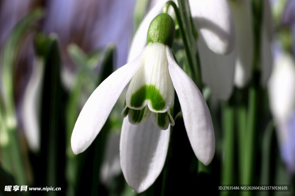 优雅雪滴花绽放