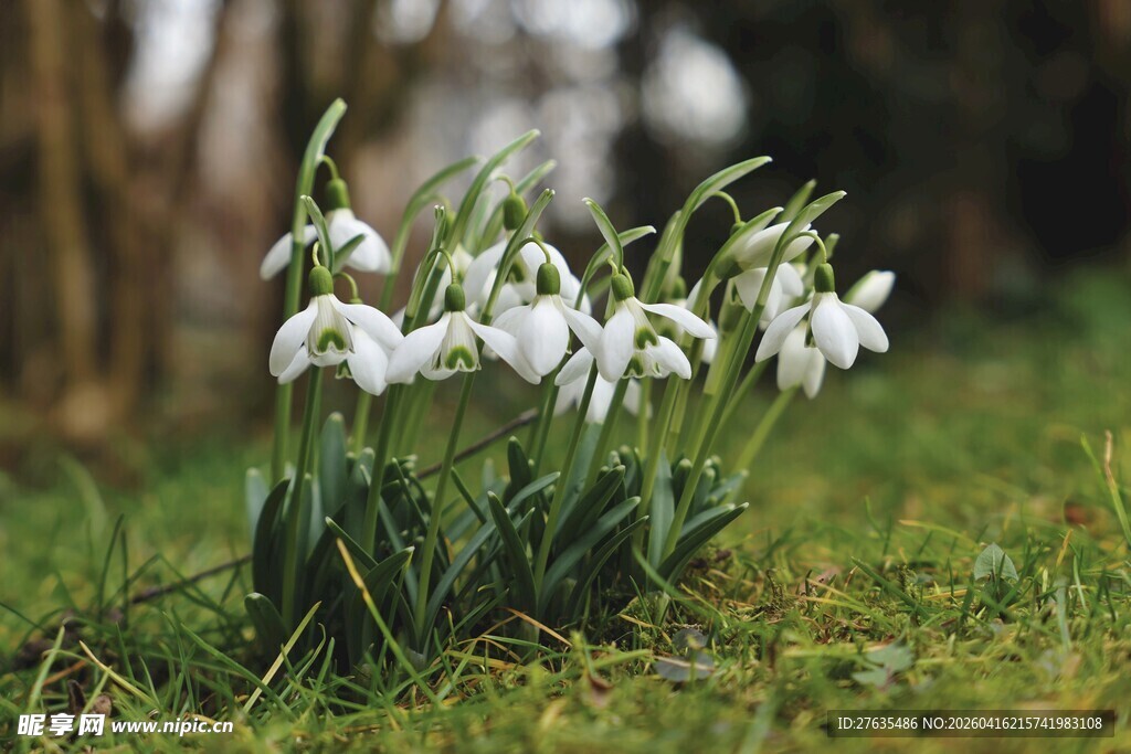 草地上的美丽雪花莲