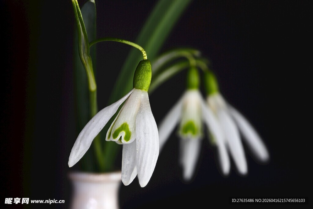 花瓶中的素雅雪花莲