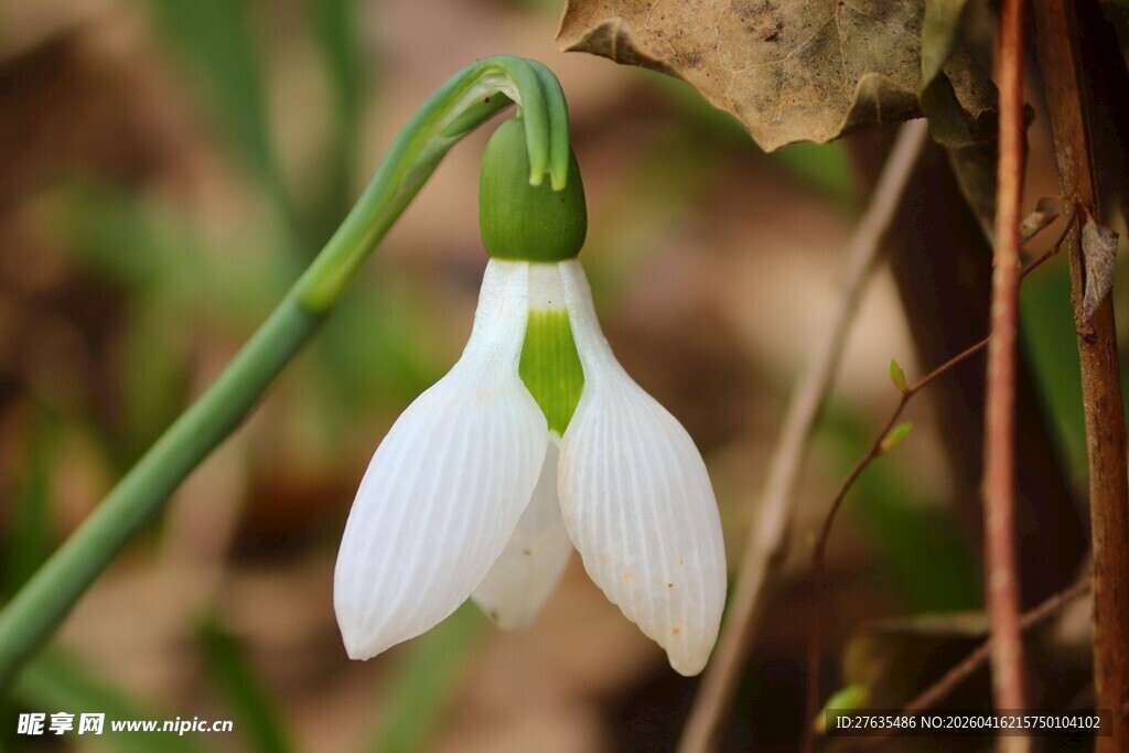 白色雪花莲特写