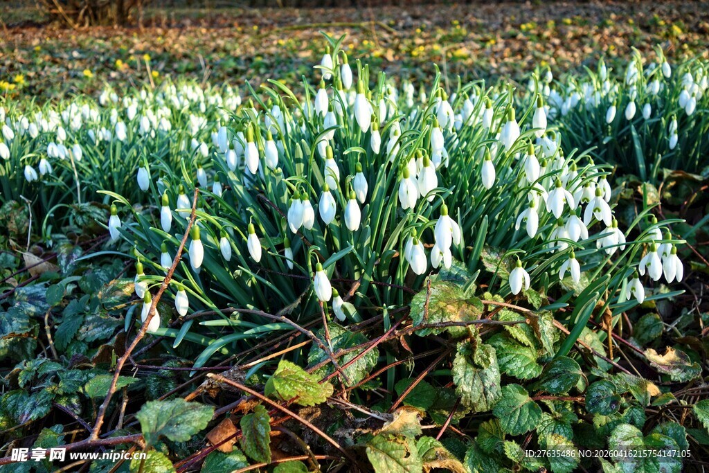 雪滴花繁茂绽放的美景