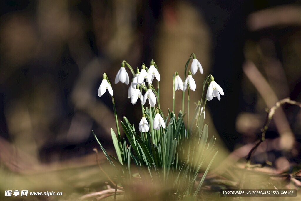 雪地莲绽放于草地