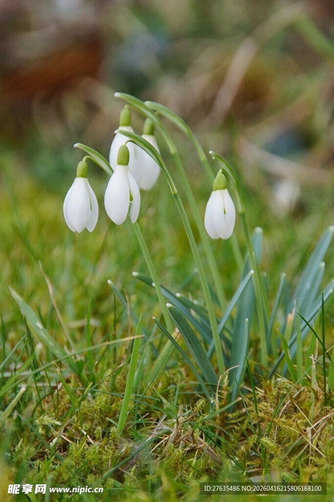 草地上的铃兰花
