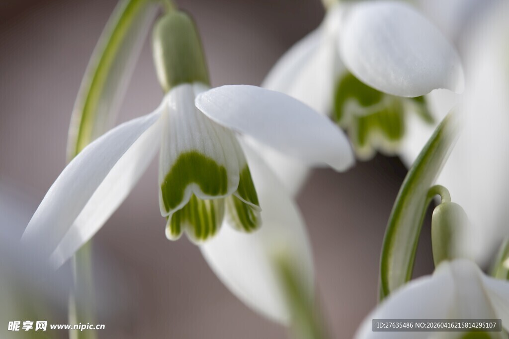 洁白雪花莲绽放