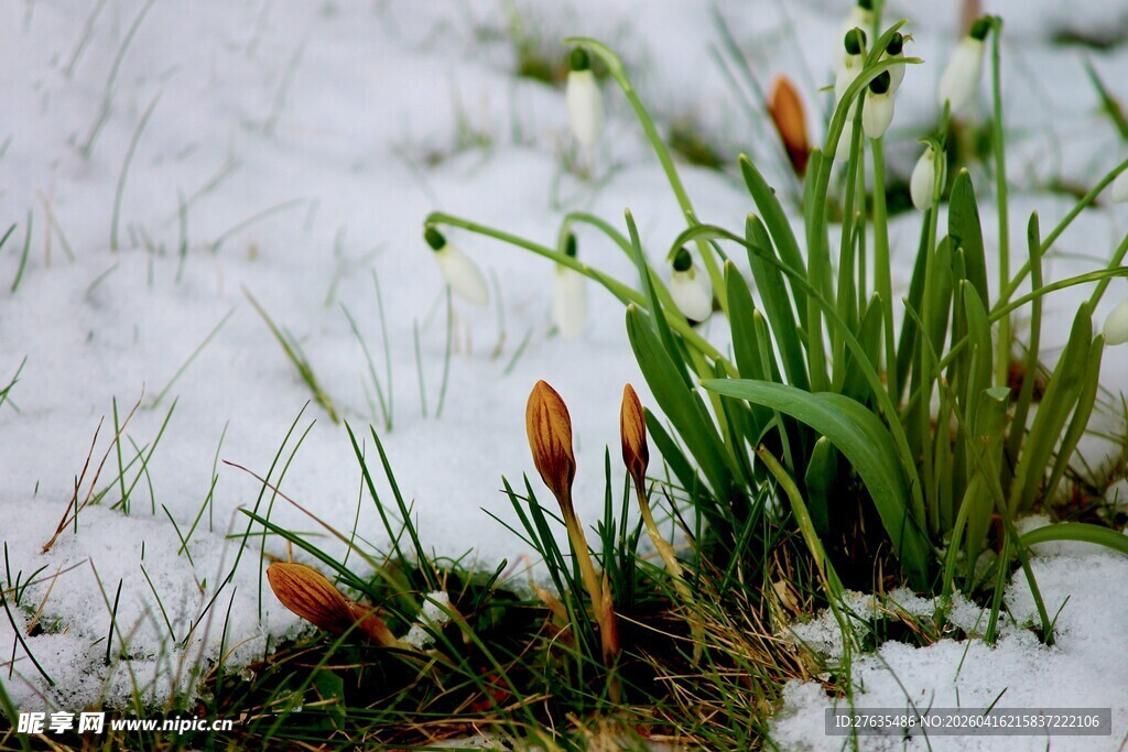 雪下探出头的生机野花