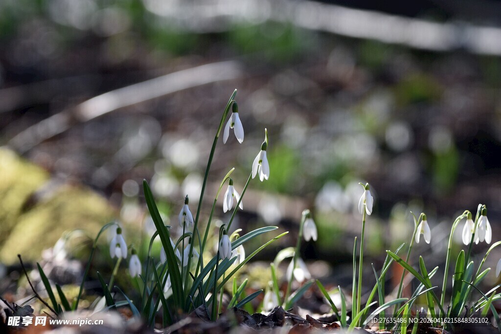 春日绽放的雪花莲