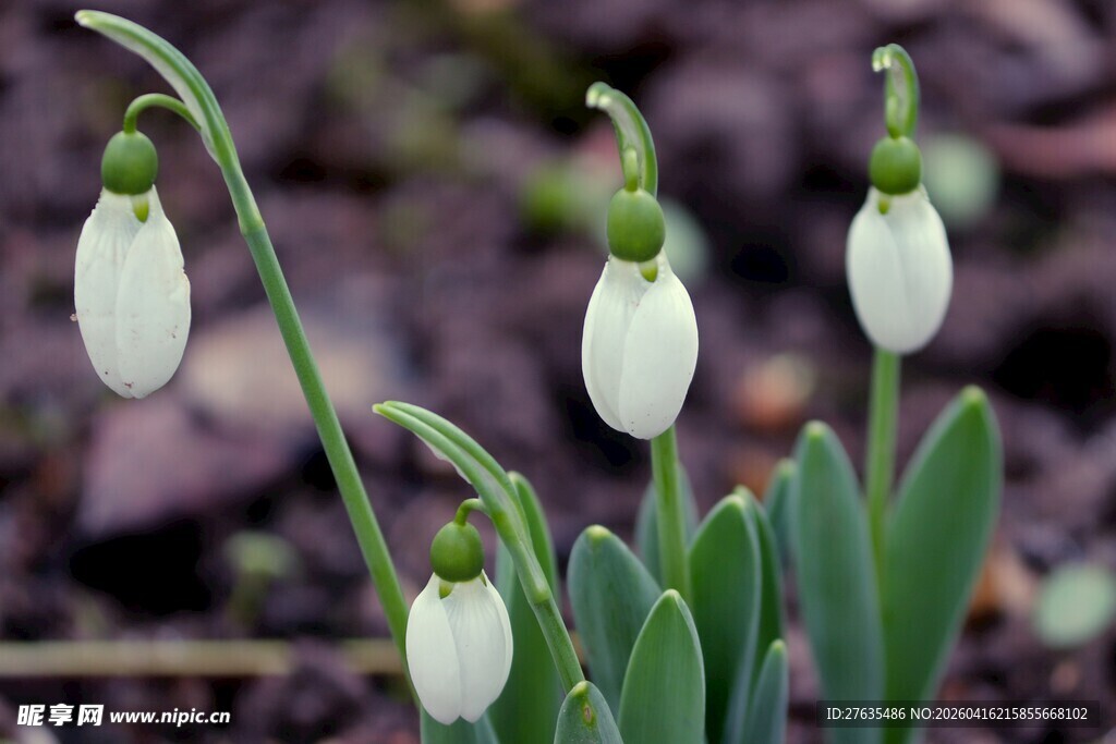 铃兰花绽放的清新景致