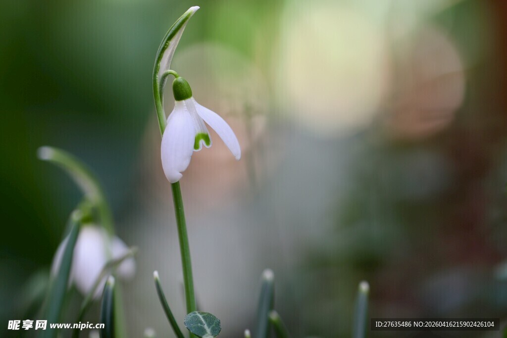 绽放的雪花莲