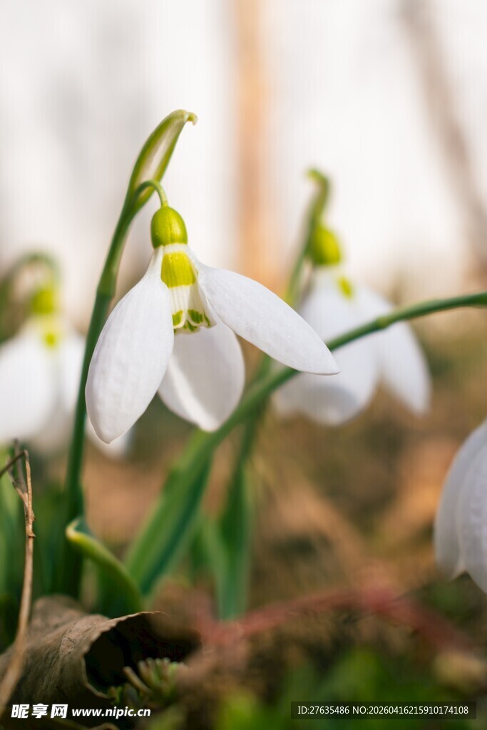 雪滴花绽放于绿意间