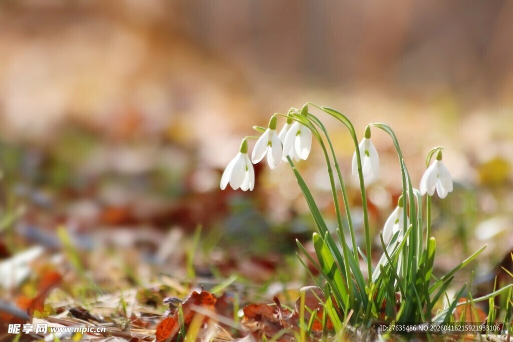 雪地莲绽放于多彩草地