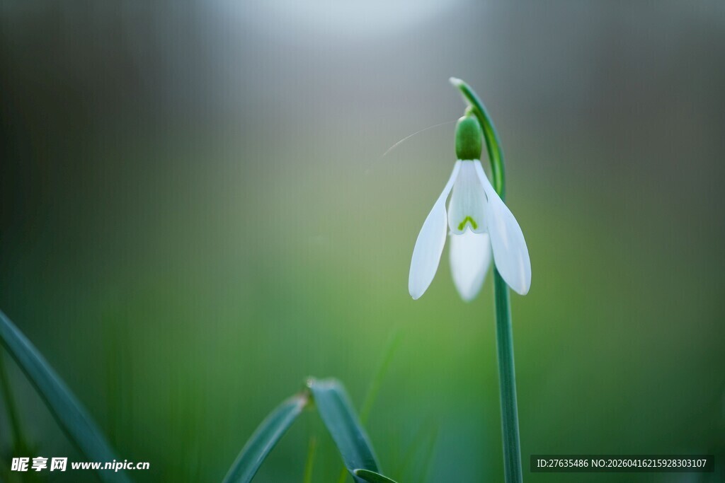 雪滴花亭亭玉立