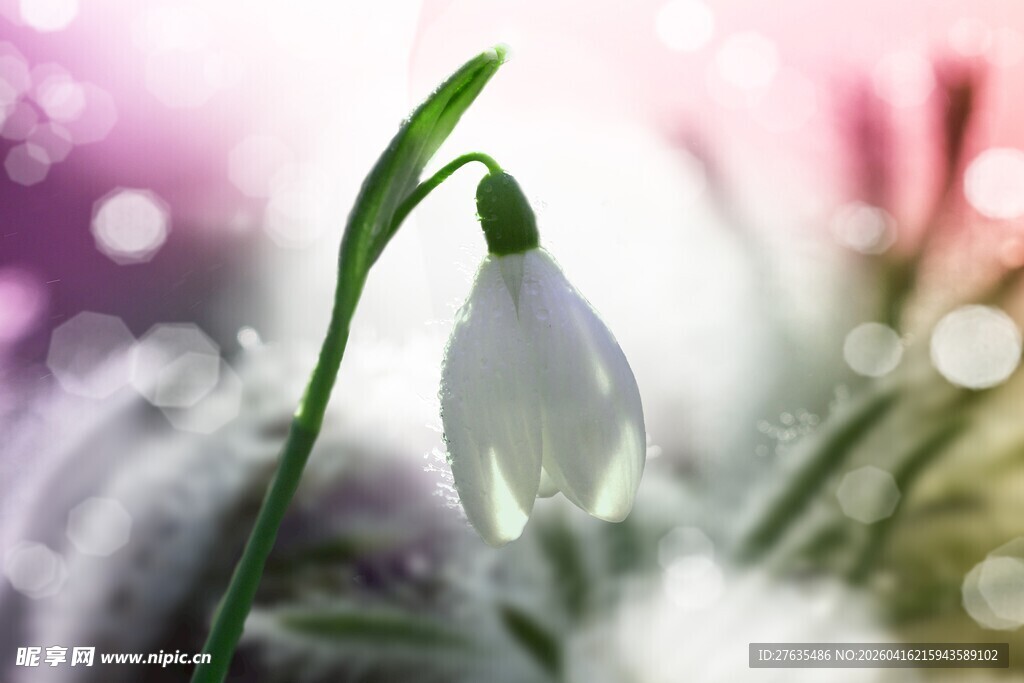 雪滴花绽放的清新瞬间