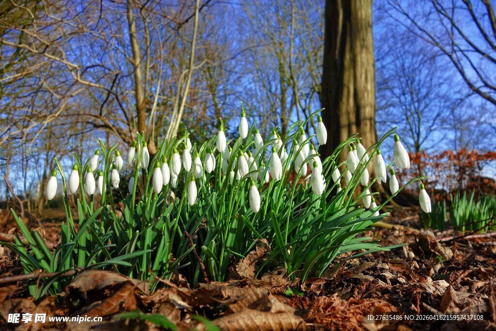林间绽放的白色雪花莲