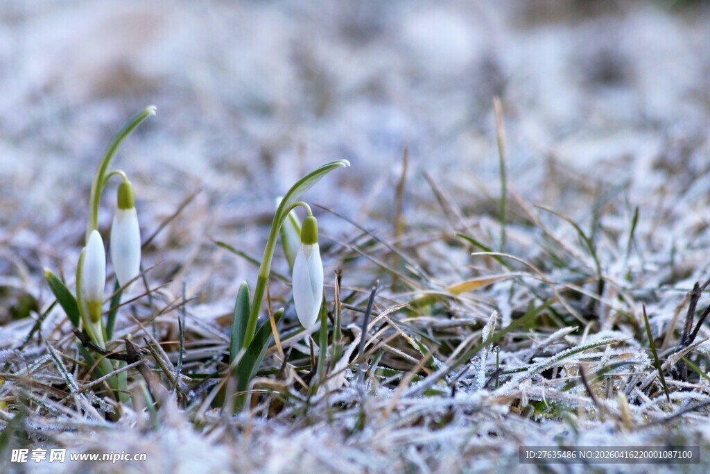 雪地中绽放的雪花莲