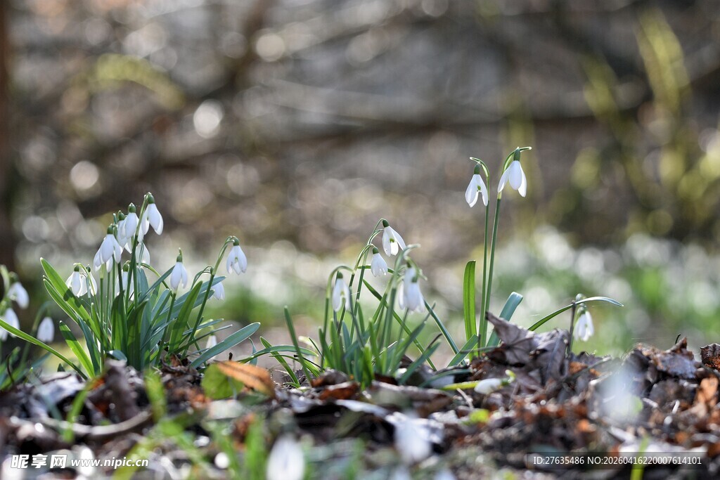 雪滴花绽放于林间地面