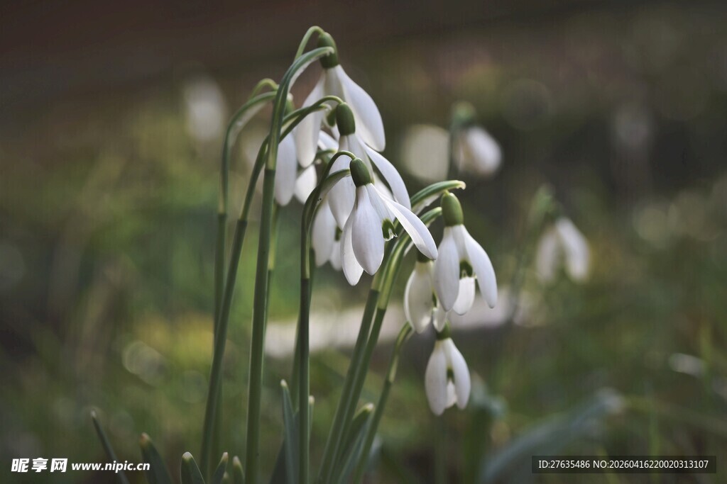 雪滴花绽放于绿意间