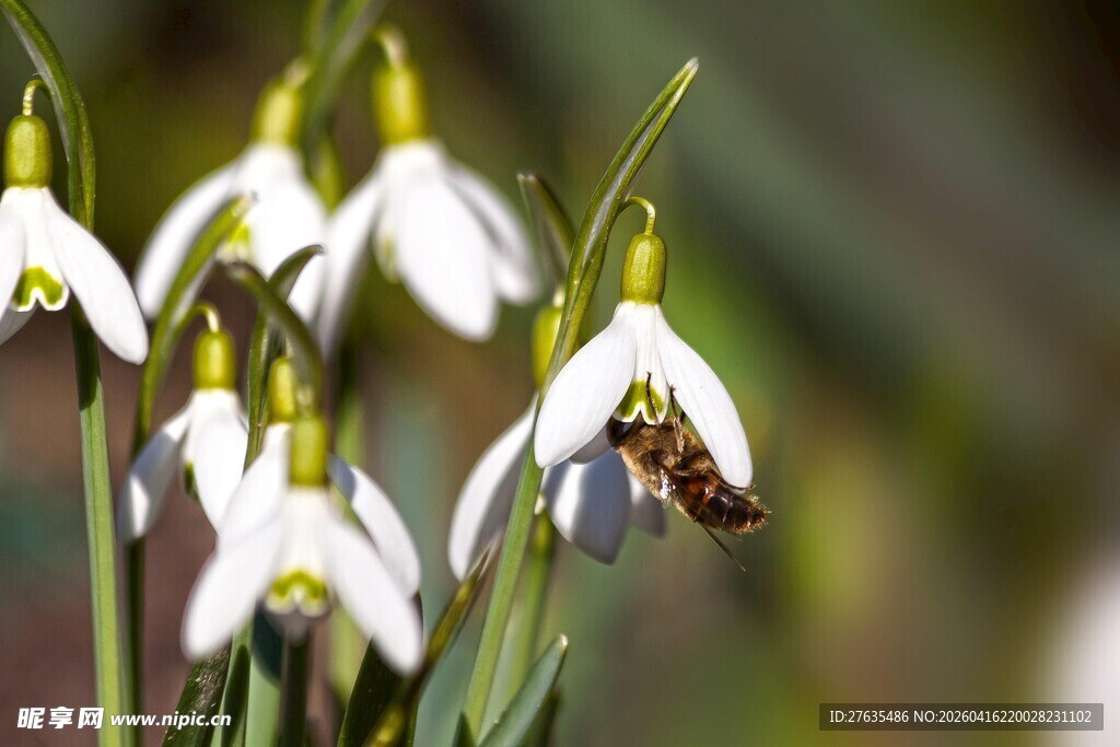 雪滴花旁蜜蜂忙碌采蜜