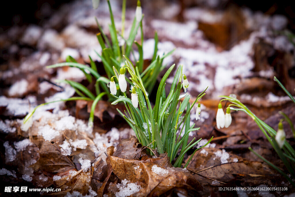 雪花莲幼苗