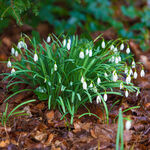 雪滴花绽放于林间