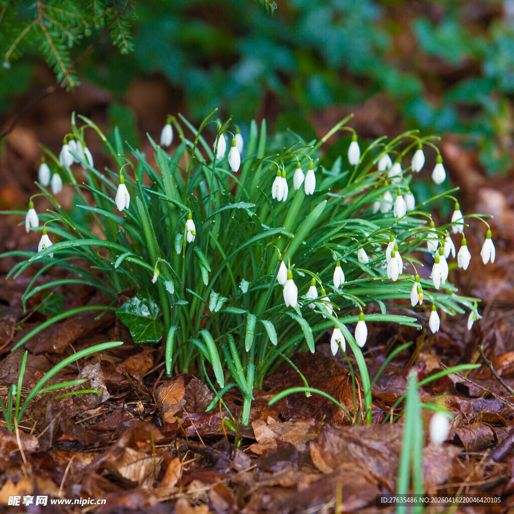 雪滴花绽放于林间