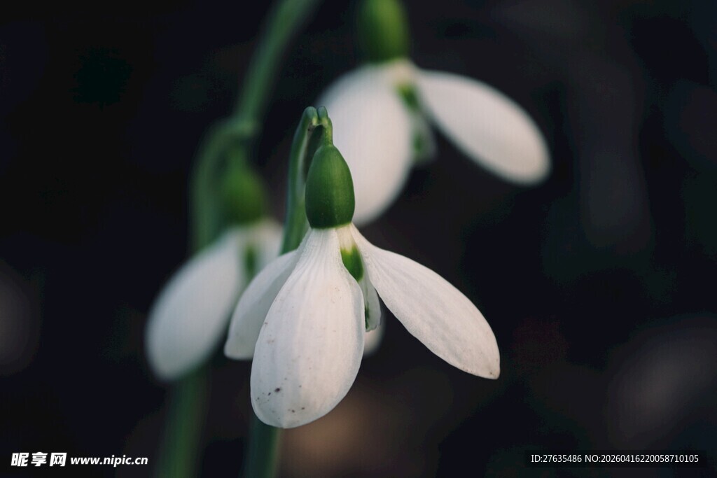 雪花莲特写