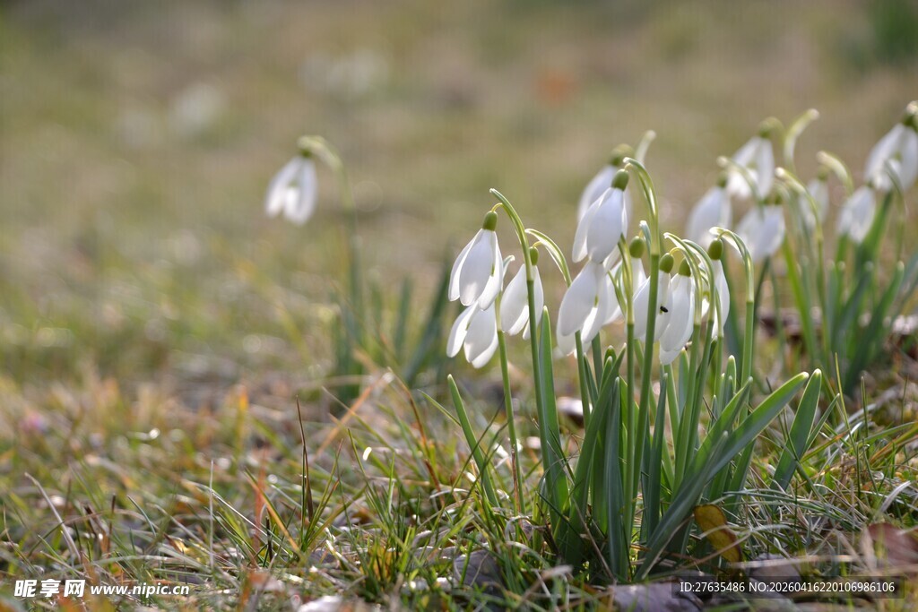 草地上的雪滴花绽放