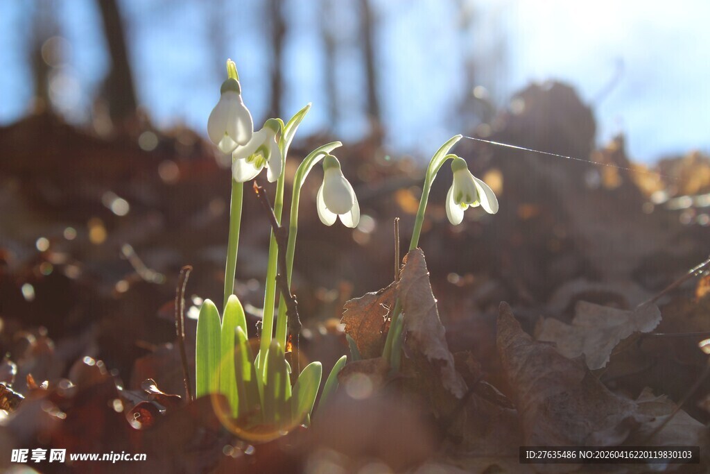 雪地莲绽放于枯叶间