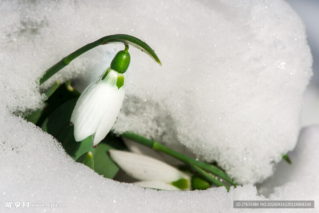 雪中绽放的雪花莲