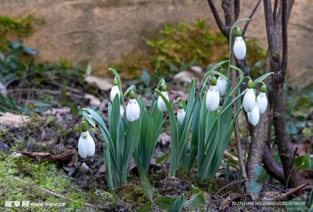 雪滴花绽放于林间