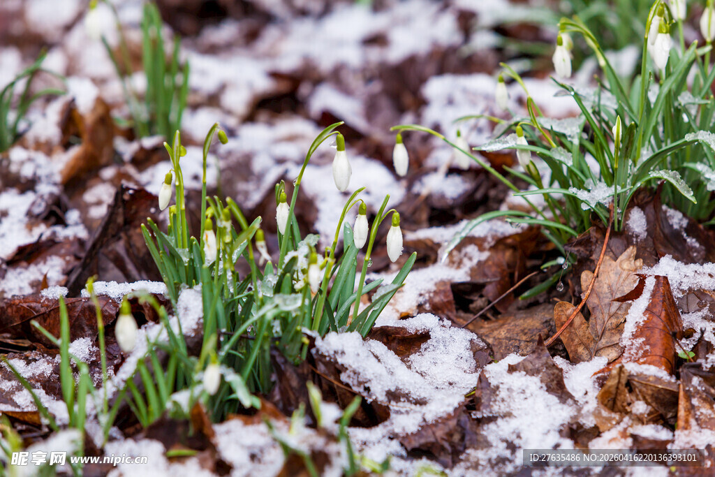 雪覆嫩草显生机