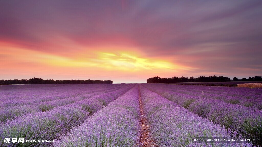 夕阳下的薰衣草田美景
