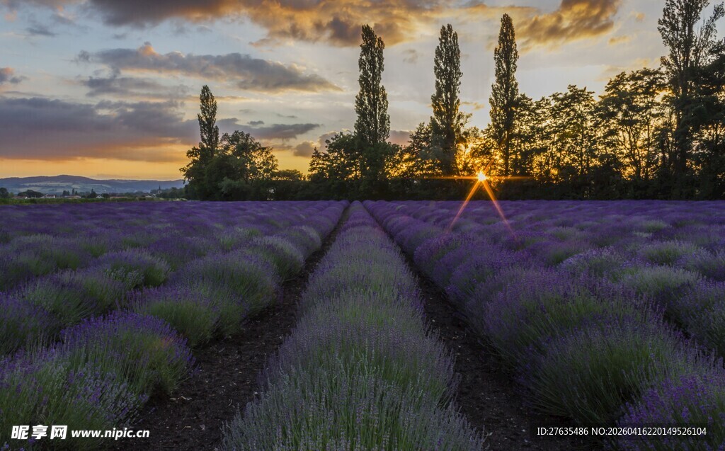 夕阳下的薰衣草田美景