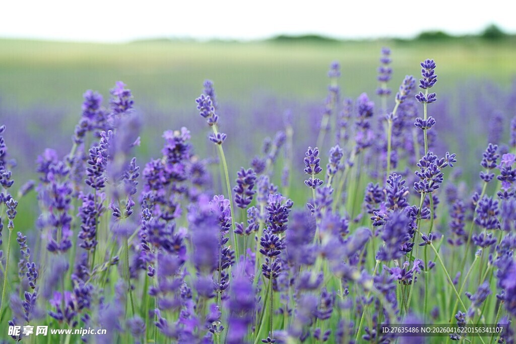 紫色薰衣草花海美景