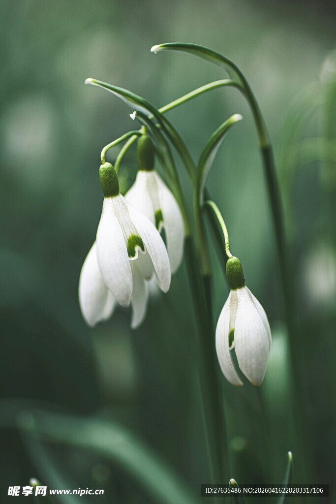 铃兰花绽放于绿意间