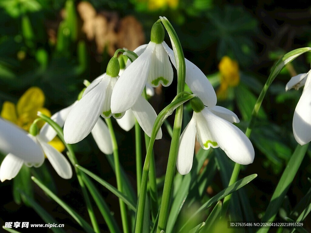 洁白雪花莲绽放绿意间