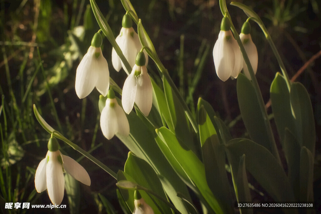 雪滴花绽放于绿意间