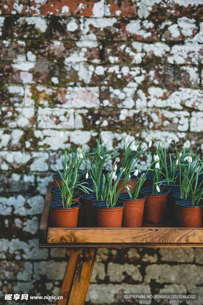 墙边木架上的盆栽绿植