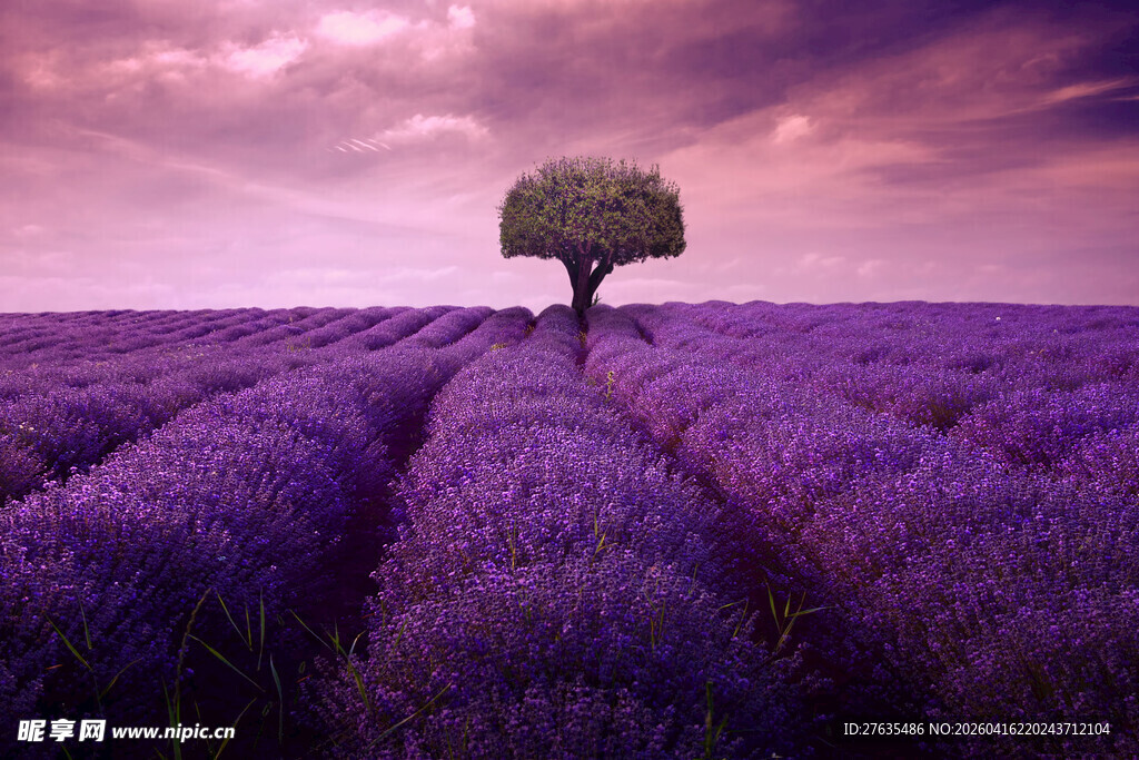 紫色薰衣草田中的孤独树