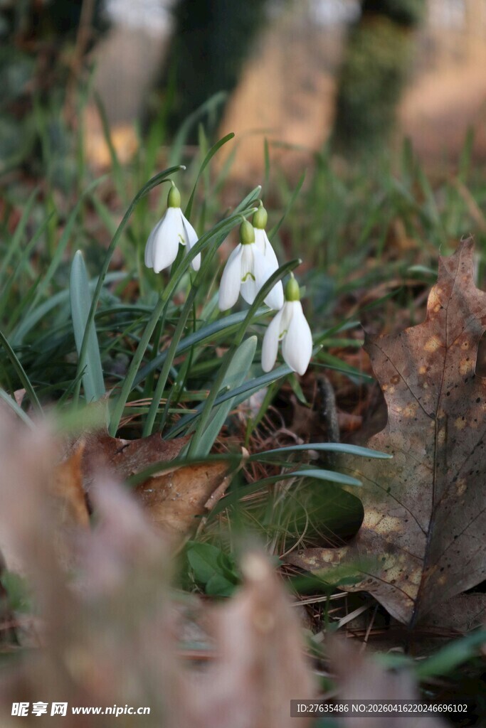 草丛中的白色铃兰花