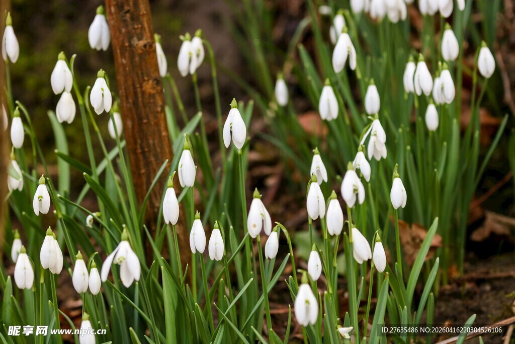雪滴花绽放于葱郁绿草间