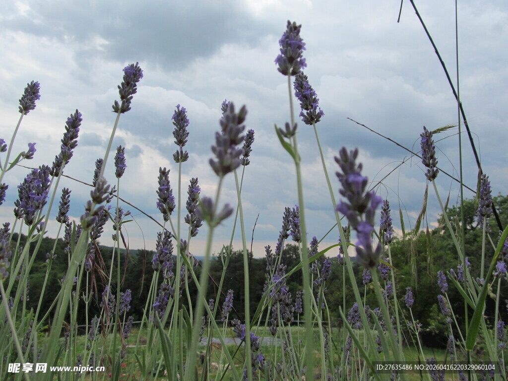 紫色薰衣草花田美景